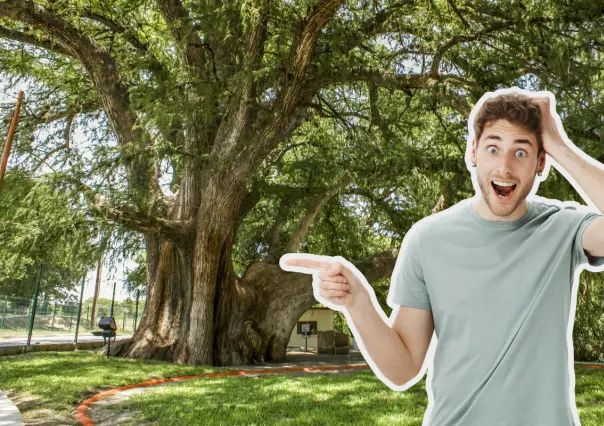 El municipio de Nuevo León que resguarda un árbol milenario