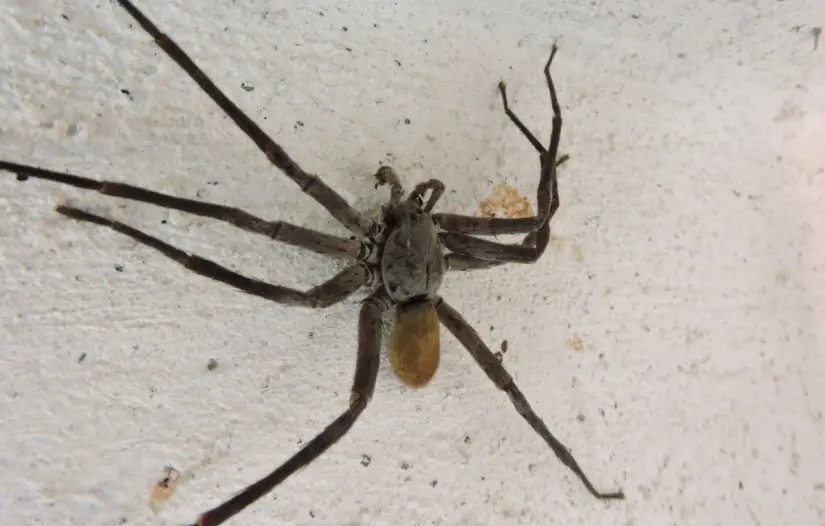 Foto: iNaturalist