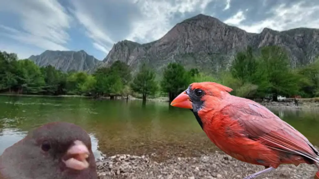 ¿Cuántas especies de aves tiene el Cañón de Fernández? Esto dicen los expertos