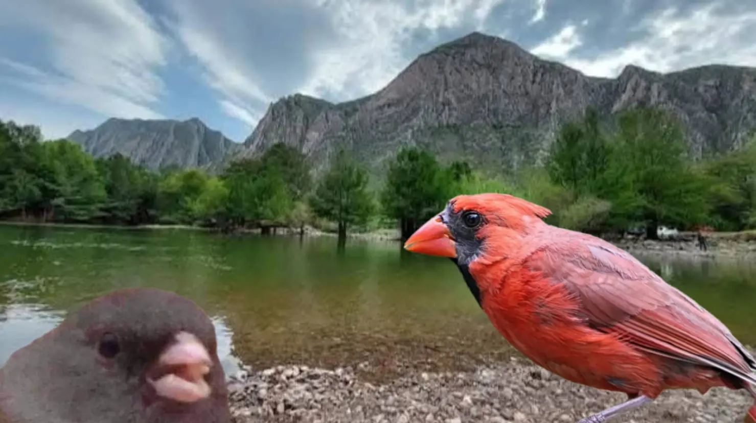 Foto: Facebook/ Durango. Corazón de México. / Pixabay | Estas son las especies de aves que habitan el Cañón de Fernández, según los expertos.