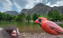 ¿Cuántas especies de aves tiene el Cañón de Fernández? Esto dicen los expertos
