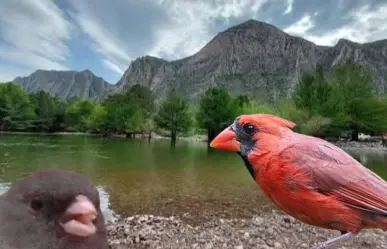 ¿Cuántas especies de aves tiene el Cañón de Fernández? Esto dicen los expertos