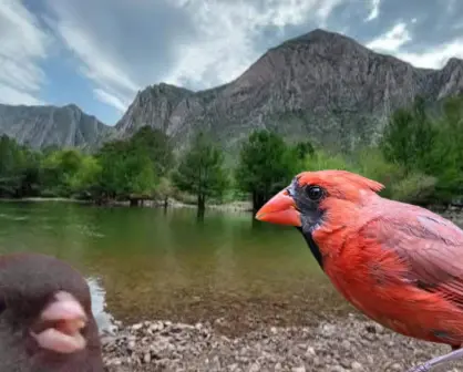 ¿Cuántas especies de aves tiene el Cañón de Fernández? Esto dicen los expertos