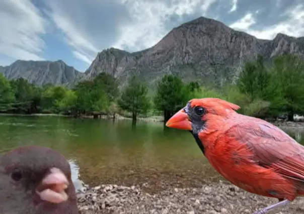 ¿Cuántas especies de aves tiene el Cañón de Fernández? Esto dicen los expertos