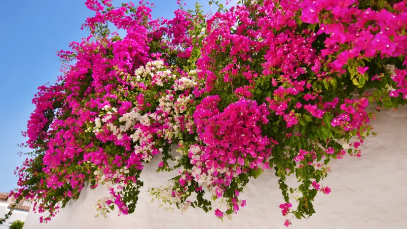 Foto: Canva.