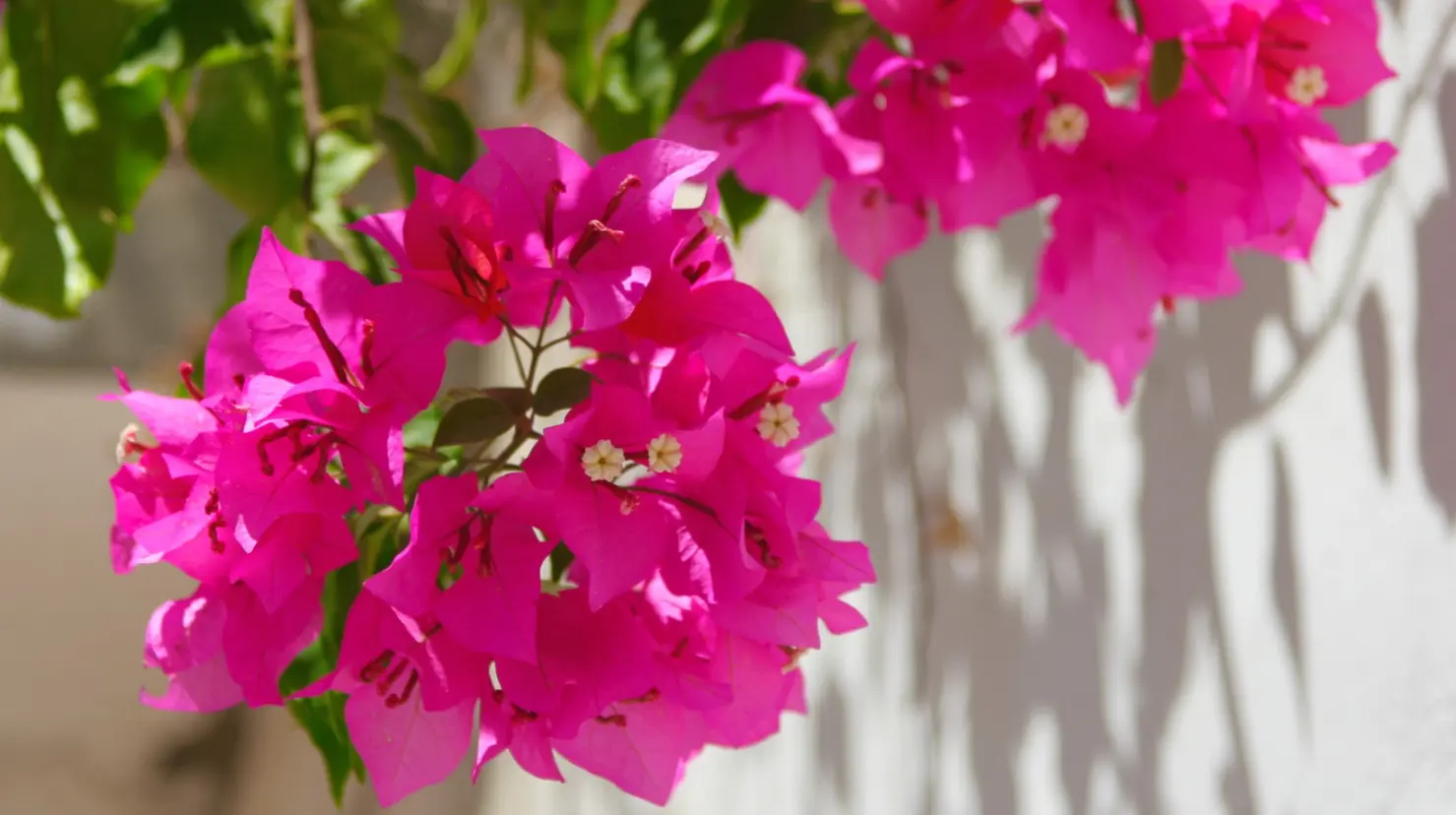 Haz florecer tus bugambilias rápido con este truco natural. Foto: Canva.