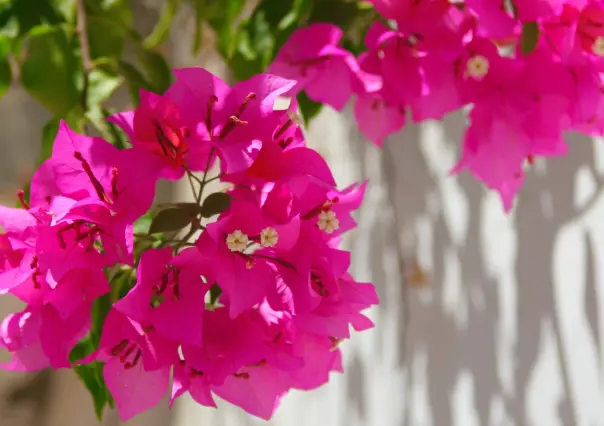 ¡Facílisimo! Haz florecer tus bugambilias rápido con este truco natural