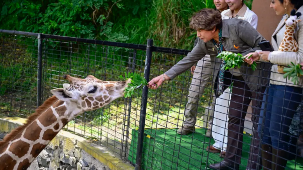Este oculto parque ecológico del Edomex tiene nueva jirafa y puedes verla convivir con más especies