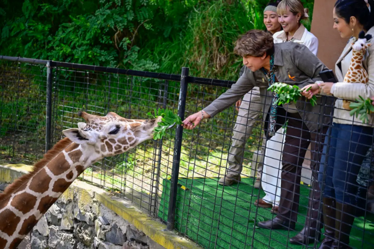 Gobernadora del Edomex con la nueva jirafa del Parque Ecológico de Zacango. Foto: X (@delfinagomeza)