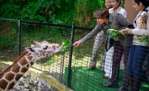 Este oculto parque ecológico del Edomex tiene nueva jirafa y puedes verla convivir con más especies