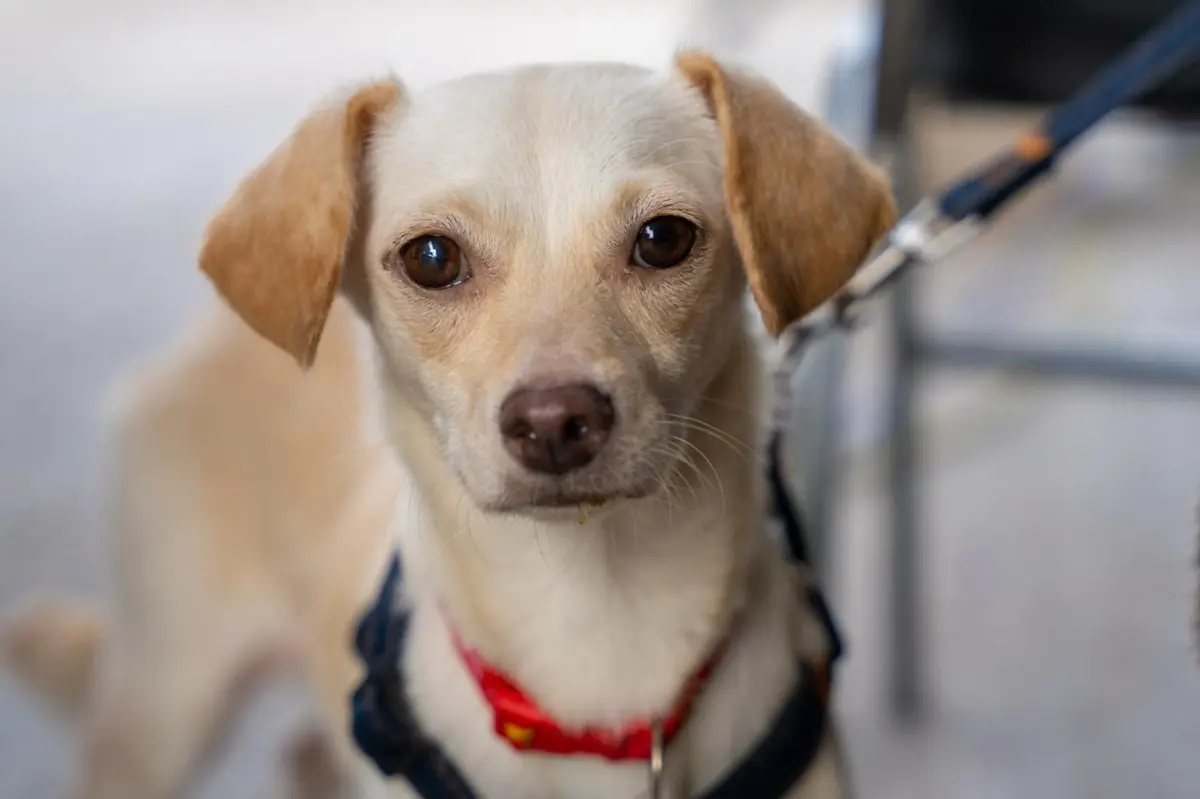 Conoce la brigada que busca frenar el abandono animal en Juárez. Foto: Gobierno de Juárez