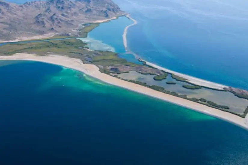 La isla es refugio de aves en peligro, como el gavilán pescador y del conejo matorralero. Foto: Sudcalifornios.com