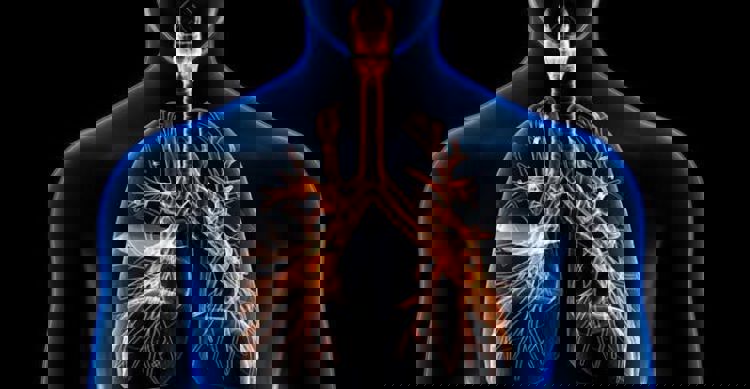 imagen-cuerpo imagen-cuerpo