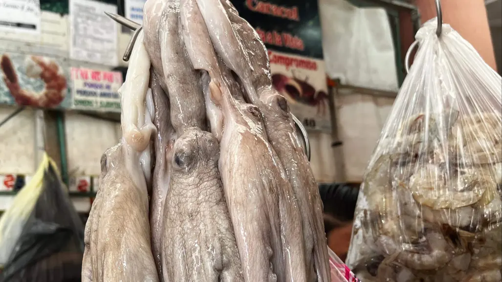 Pulpo maya yucateco va por una certificación internacional