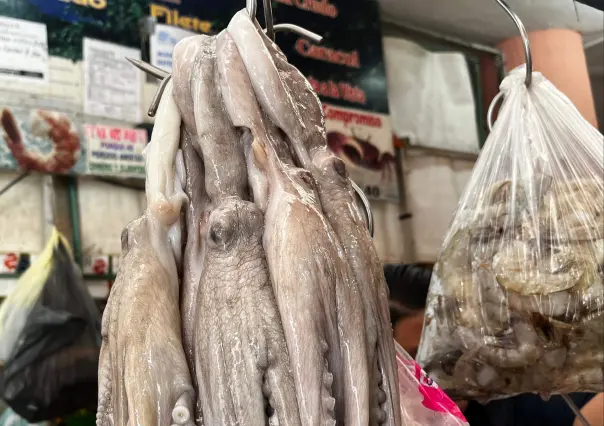 Pulpo maya yucateco va por una certificación internacional