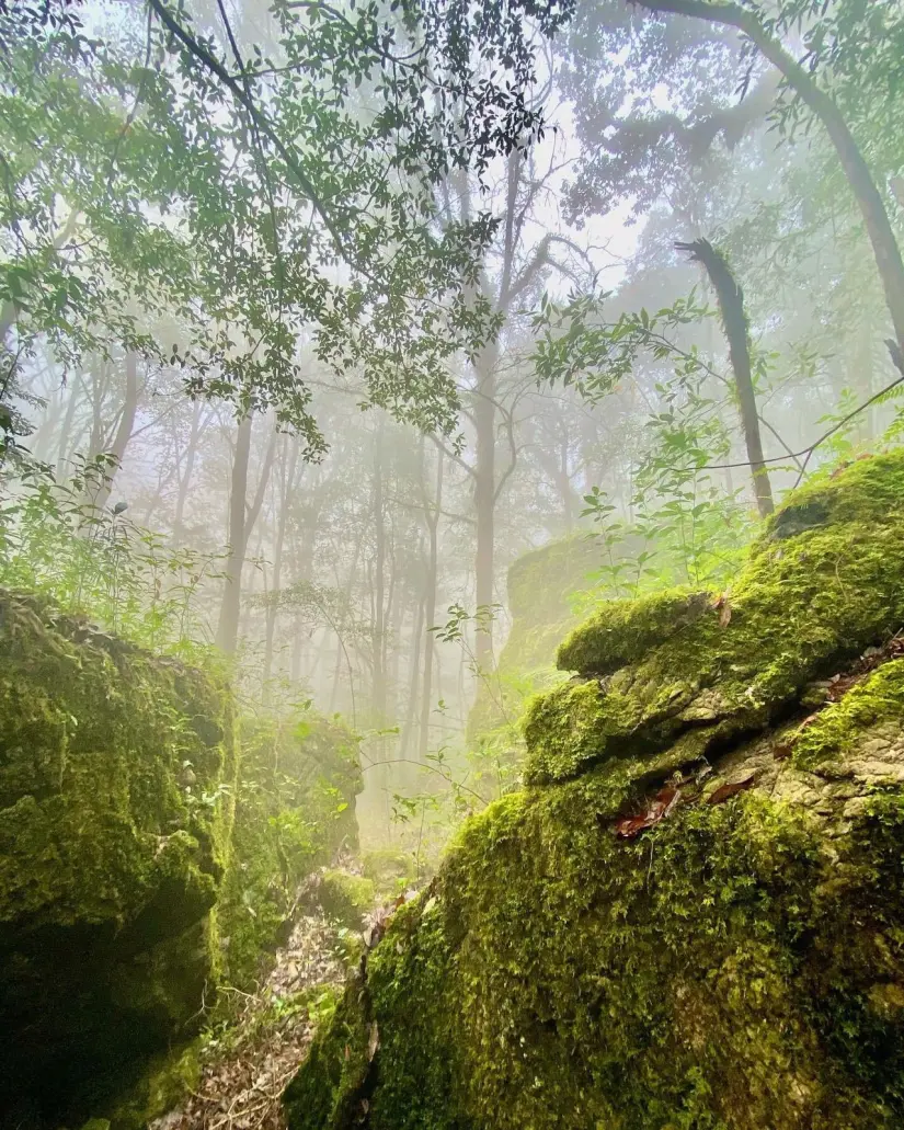 El bosque de niebla, alberga una biodiversidad única y representa apenas el 1 % del territorio nacional. FOTO | Gobierno de Tamaulipas