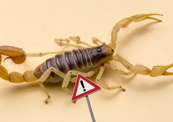 Más de 6 mil picaduras de alacrán en Durango durante el primer semestre del año