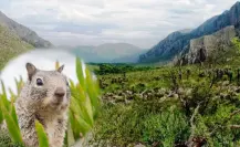 El Cañón de Fernández y la increíble cantidad de mamíferos que habitan en este lugar