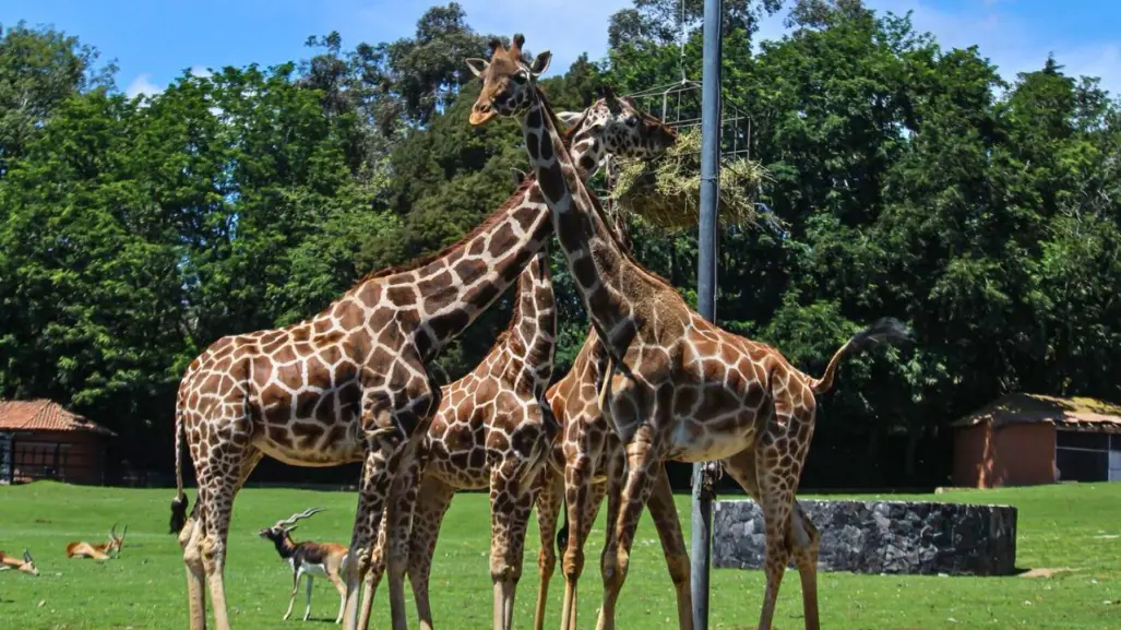 Conoce a Cosmo, la nueva jirafa que ya puedes conocer en el Zoológico de Zacango