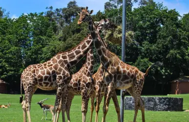 Conoce a Cosmo, la nueva jirafa que ya puedes conocer en el Zoológico de Zacango