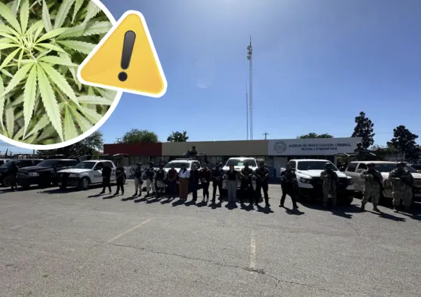 Operativo en Nueva Rosita desmantela punto de narcomenudeo, decomisan 40 kilos de marihuana 