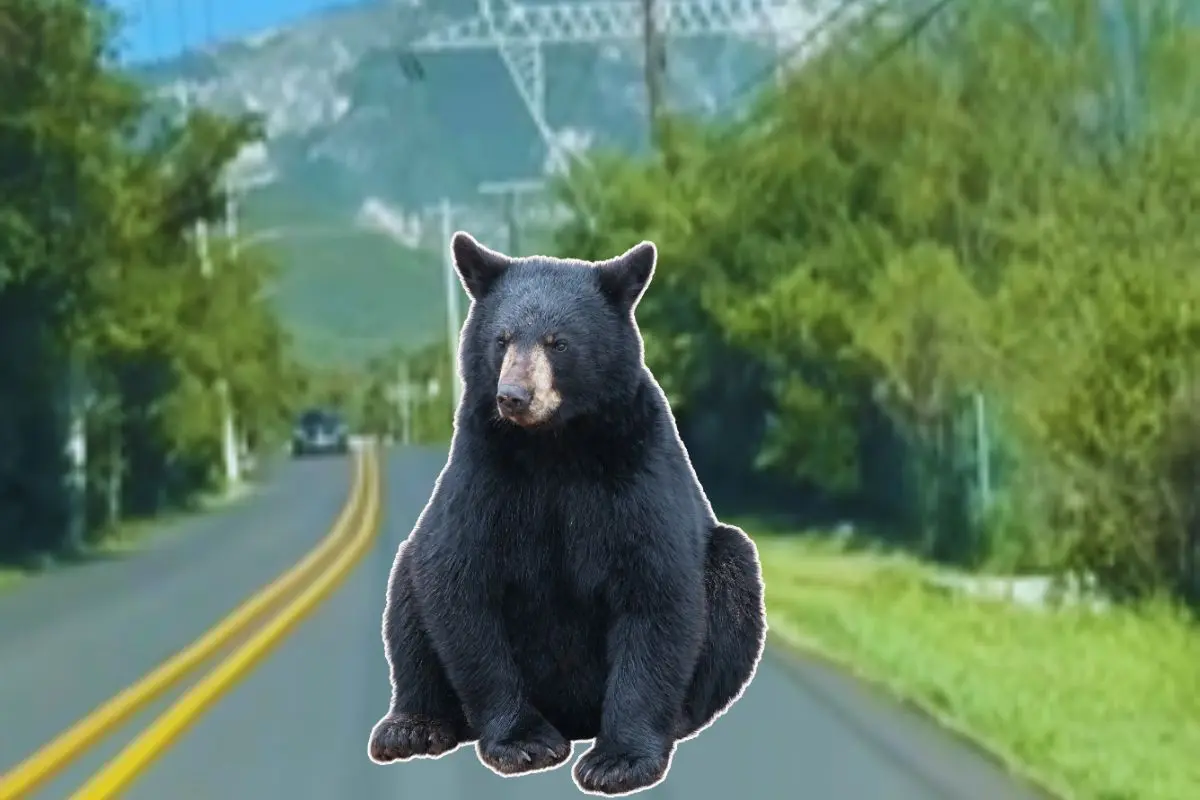 Un oso negro sentado en un carril rumbo a Valle Alto Foto: Canva