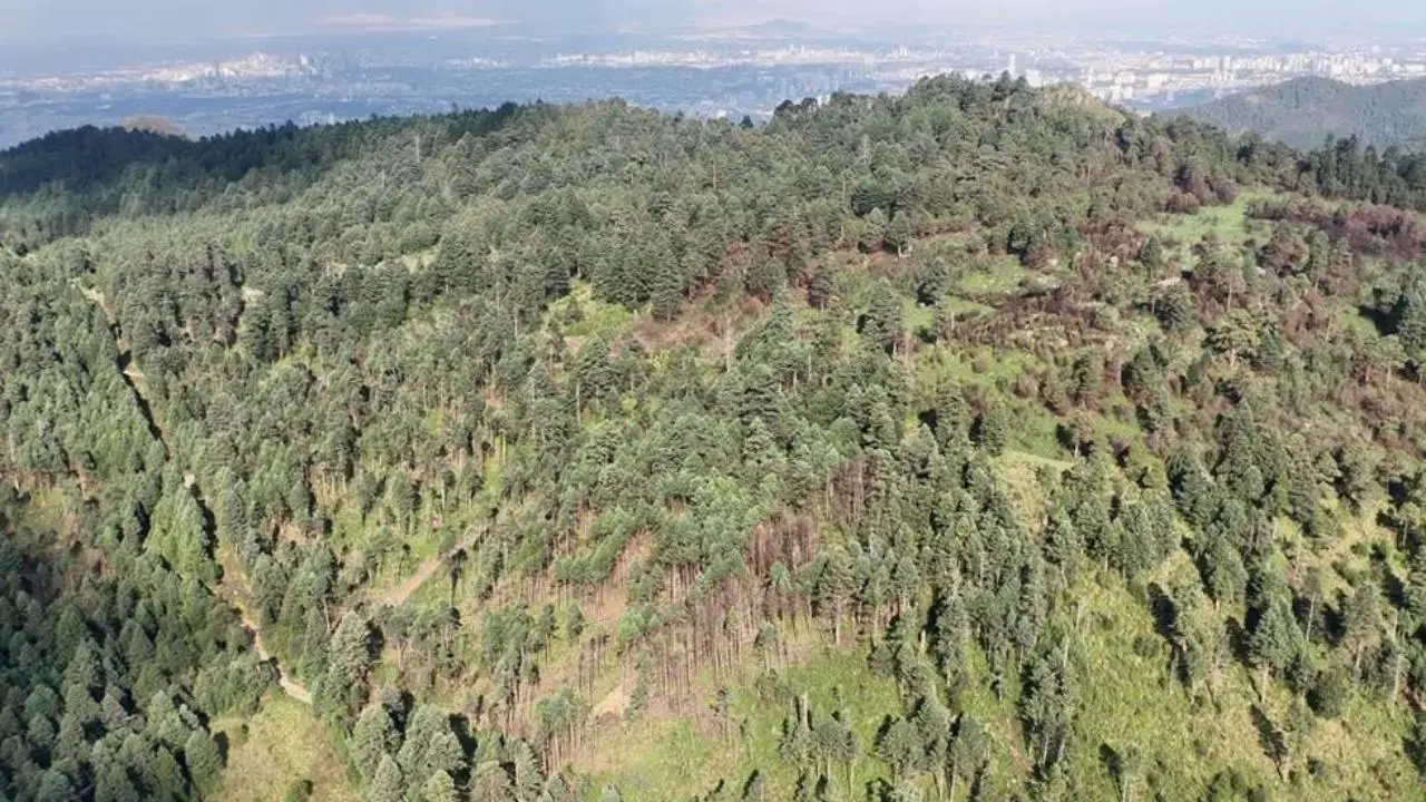 Edomex va contra la tala ilegal: refuerzan vigilancia en bosque Otomí Mexica de Naucalpan. Foto: @DardosMetepec / Soy Naucalpan