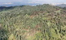 Edomex va contra la tala ilegal: refuerzan vigilancia en bosque Otomí Mexica de Naucalpan