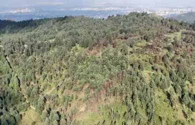Edomex va contra la tala ilegal: refuerzan vigilancia en bosque Otomí Mexica de Naucalpan