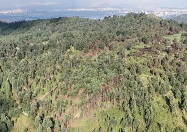 Edomex va contra la tala ilegal: refuerzan vigilancia en bosque Otomí Mexica de Naucalpan