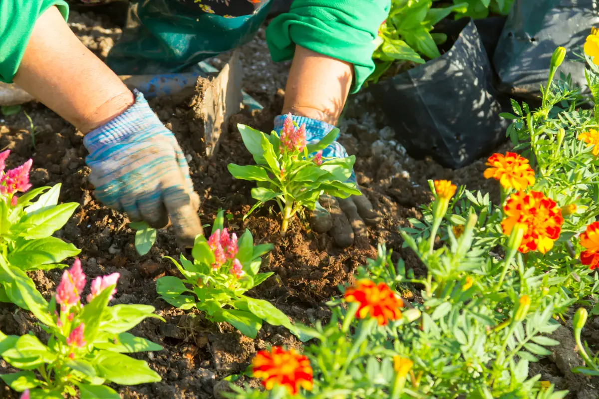 Agosto también es buen mes para plantar flores que darán color a tu jardín, Foto: Canva