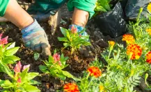 Embellece tu jardín con estas 3 flores que puedes plantar en agosto