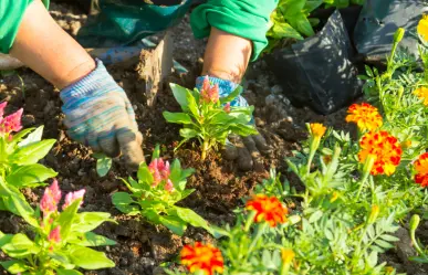 Embellece tu jardín con estas 3 flores que puedes plantar en agosto