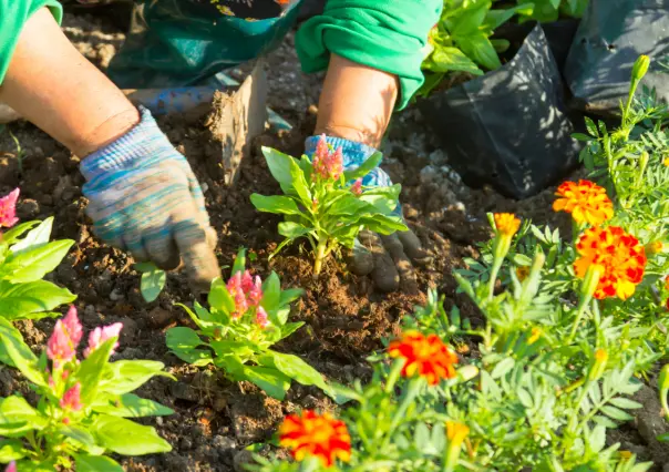 Embellece tu jardín con estas 3 flores que puedes plantar en agosto