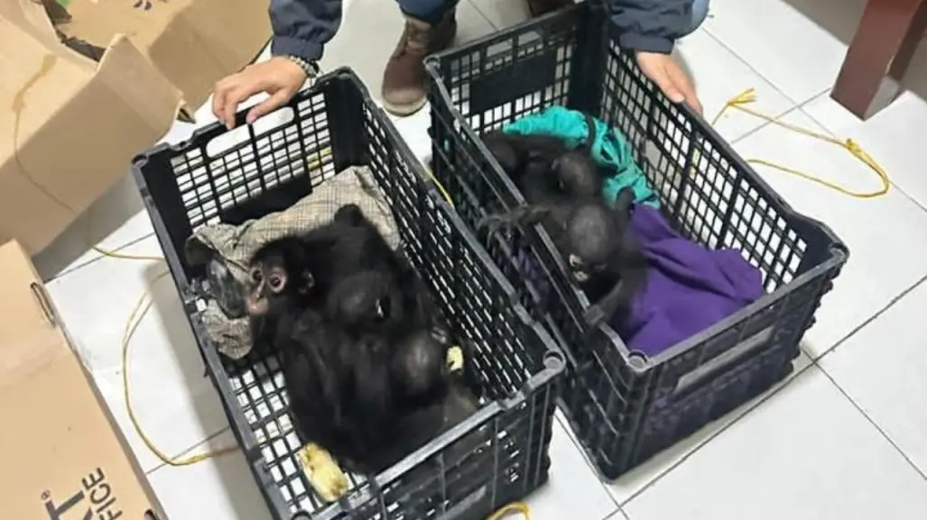 Fauna es rescatada de traficantes en Chiapas, ¿cuántos animales han estado en peligro en 2025?