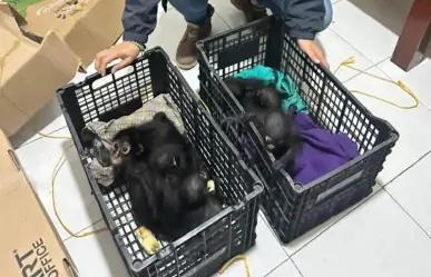 Fauna es rescatada de traficantes en Chiapas, ¿cuántos animales han estado en peligro en 2025?