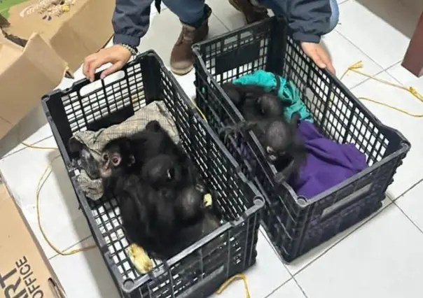 Fauna es rescatada de traficantes en Chiapas, ¿cuántos animales han estado en peligro en 2025?