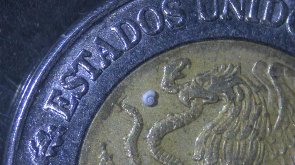 Científicos de Durango descubren el caracol más pequeño del mundo y esto se sabe