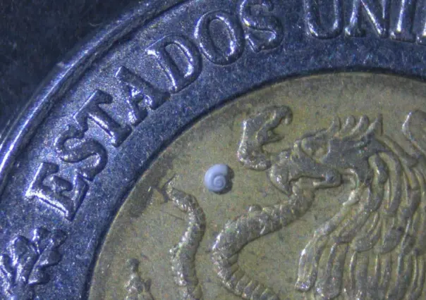Científicos de Durango descubren el caracol más pequeño del mundo y esto se sabe