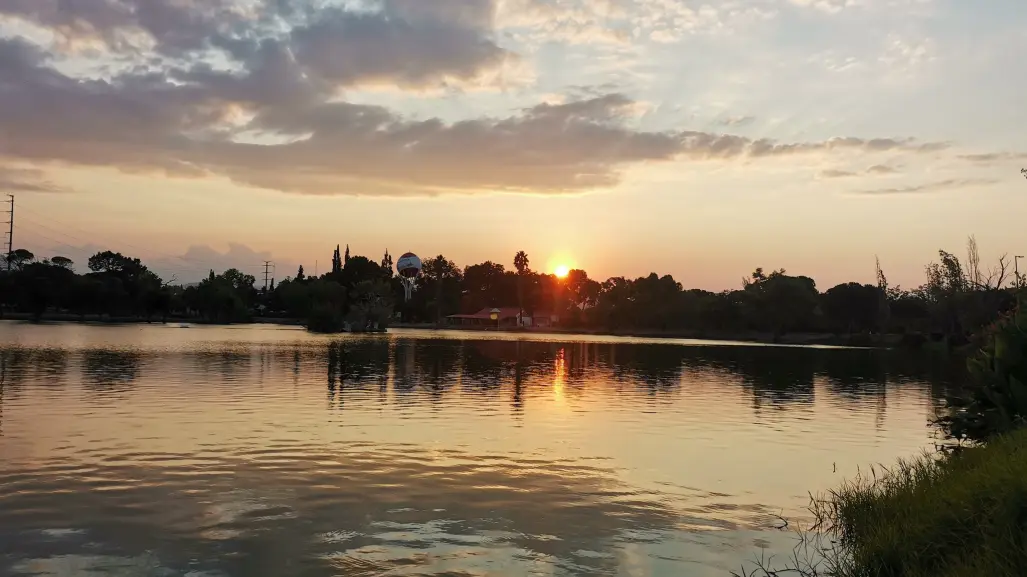 ¿Qué aves migratorias llegan a Saltillo? La capital se vuelve un santuario temporal