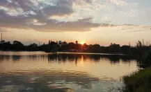 ¿Qué aves migratorias llegan a Saltillo? La capital se vuelve un santuario temporal