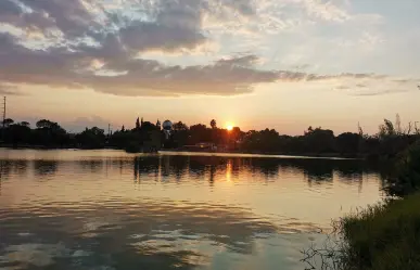 ¿Qué aves migratorias llegan a Saltillo? La capital se vuelve un santuario temporal