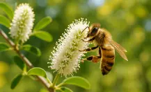 3 árboles nativos de Coahuila con los que puedes atraer abejas a tu jardín