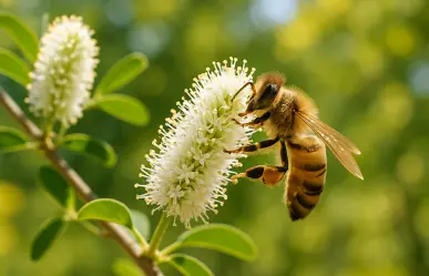 3 árboles nativos de Coahuila con los que puedes atraer abejas a tu jardín