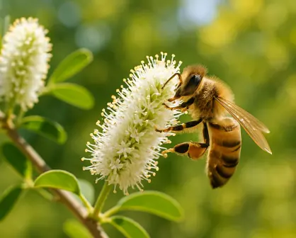3 árboles nativos de Coahuila con los que puedes atraer abejas a tu jardín