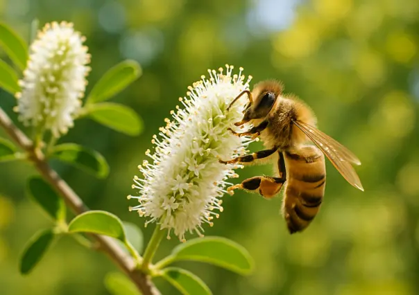 3 árboles nativos de Coahuila con los que puedes atraer abejas a tu jardín