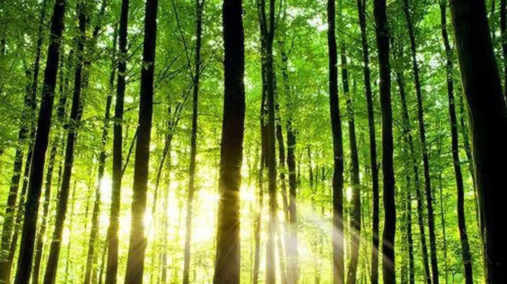 Esta plaga forestal amenaza las zonas de bosque templado en Tamaulipas
