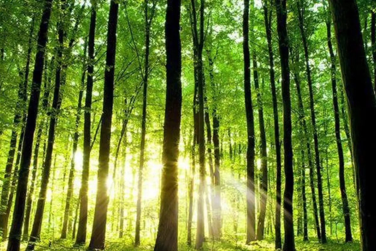 Estos se alimentan del tejido que conduce los nutrientes al árbol, lo que, eventualmente, provoca su muerte. Foto: Freepik