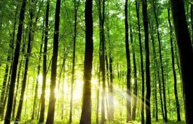 Esta plaga forestal amenaza las zonas de bosque templado en Tamaulipas