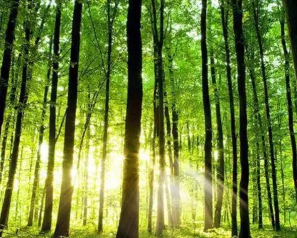 Esta plaga forestal amenaza las zonas de bosque templado en Tamaulipas